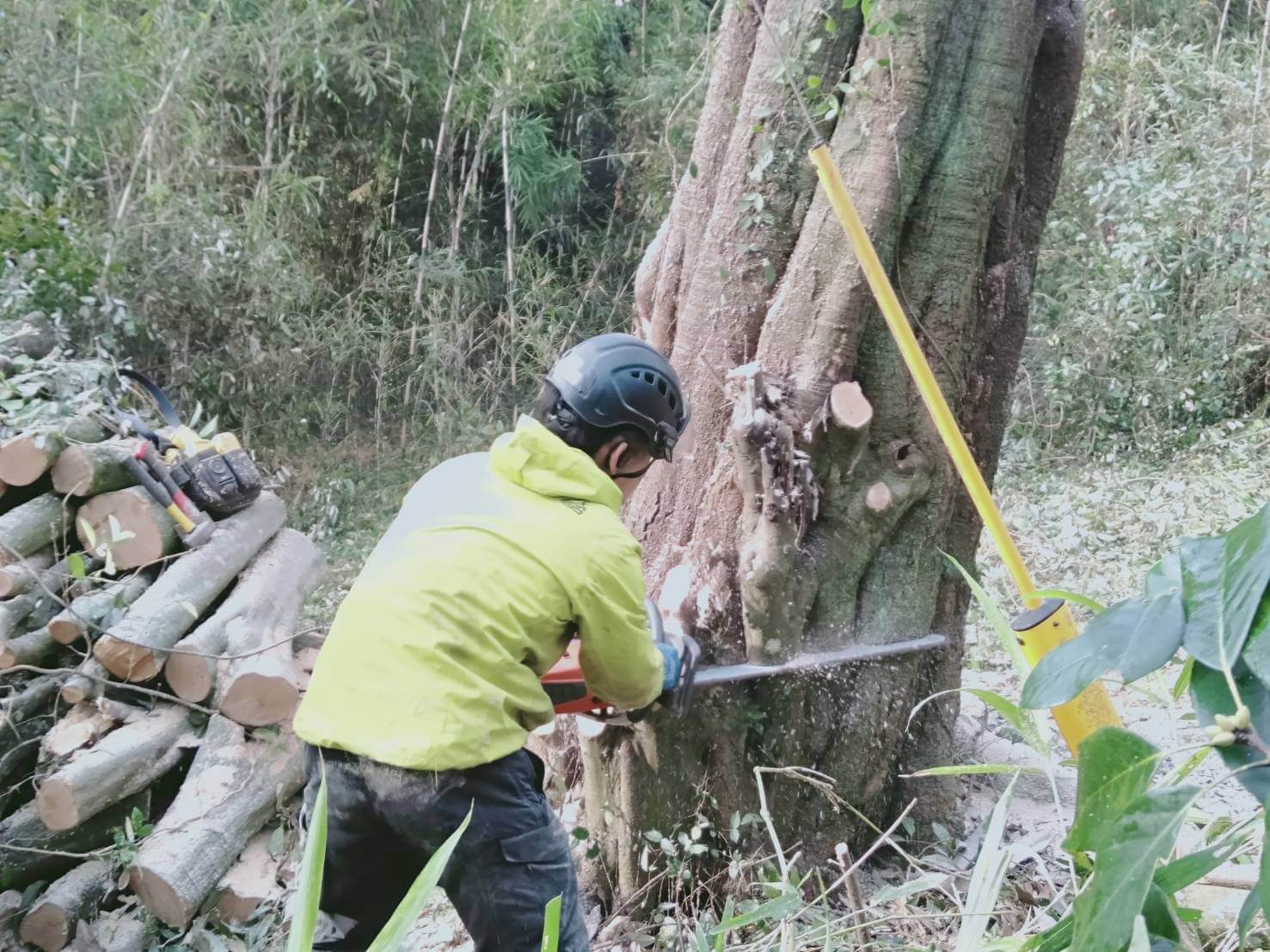 倒す方向を決めていざ伐倒作業へ。